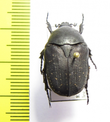 Protaetia vidua  Israel - INSECTS-STORE.RU