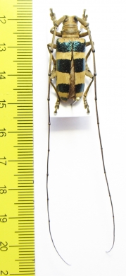 Nemophas ramosi  Philippines - INSECTS-STORE.RU