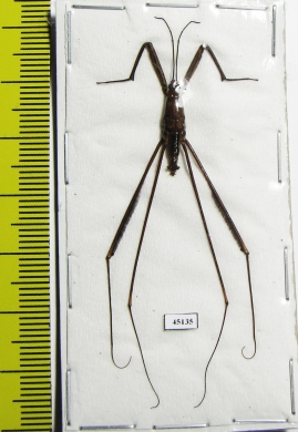Gerridae sp.  Indonesia, Java - INSECTS-STORE.RU