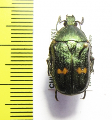 Petrovitzia guilloti  China - INSECTS-STORE.RU