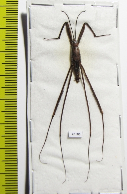Gerridae sp.  Indonesia, Java - INSECTS-STORE.RU