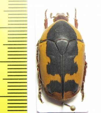 Pachnoda ephippiata  Burundi - INSECTS-STORE.RU