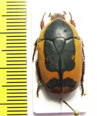 Pachnoda ephippiata  Burundi - INSECTS-STORE.RU