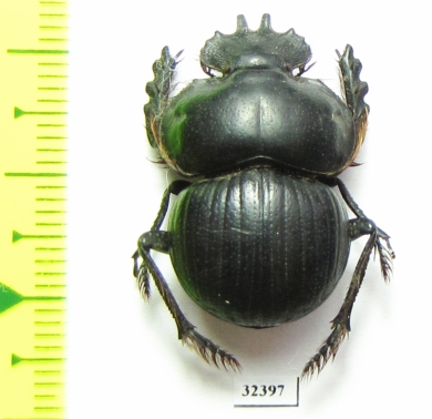 Eucranium arachnoides  Argentina - INSECTS-STORE.RU