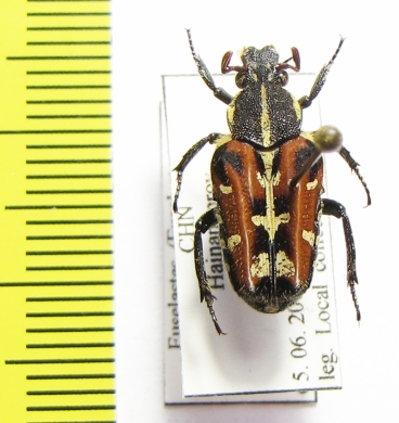 Euselates ornata  China, Hainan - INSECTS-STORE.RU