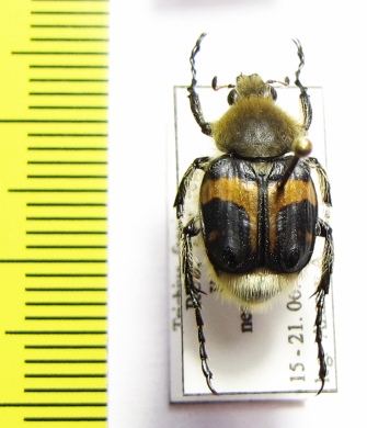 Trichius fasciatus  Russia, Tver reg. - INSECTS-STORE.RU