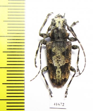 Cerambycidae sp.  Costa Rica - INSECTS-STORE.RU