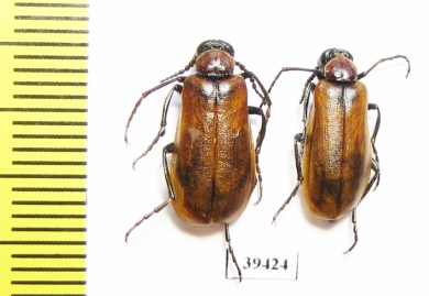 Alosimus luteus, pair  Iran, Kordestan prov. - INSECTS-STORE.RU