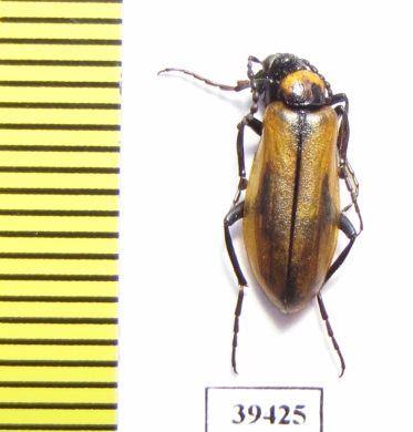 Alosimus maculiventris  Jordan - INSECTS-STORE.RU