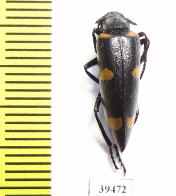 Mylabris klapperichi  Afghanistan - INSECTS-STORE.RU
