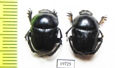 Gymnopleurus aciculatus  Uzbekistan - INSECTS-STORE.RU