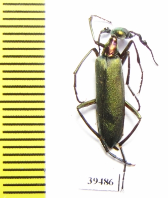 Lydomorphus sp.  Sudan - INSECTS-STORE.RU