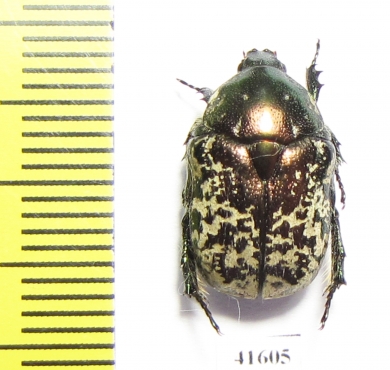 Protaetia karelini  Russia, Volgograd reg. - INSECTS-STORE.RU