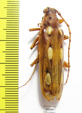 Coccoderus timbaraba  Costa Rica - INSECTS-STORE.RU