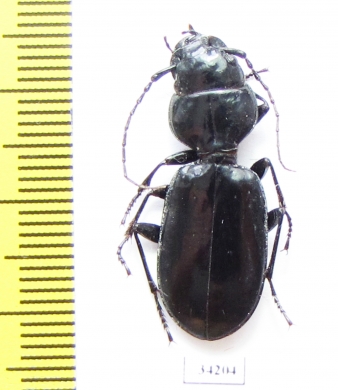Luperca goryi  Sudan - INSECTS-STORE.RU