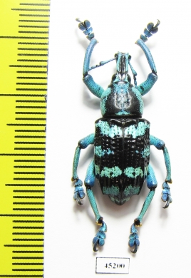 Eupholus linnei  Indonesia, Kei Besar - INSECTS-STORE.RU