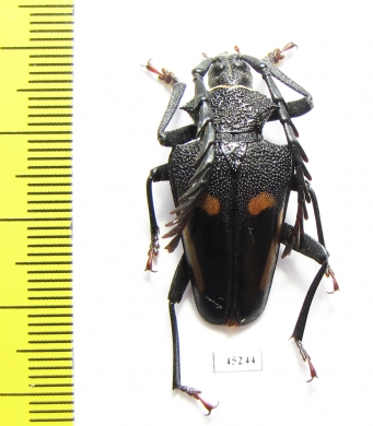 Calocomus desmaresti  Argentina - INSECTS-STORE.RU