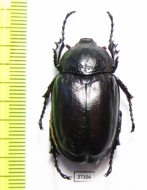 Propomacrus cypriacus, female  Cyprus - INSECTS-STORE.RU