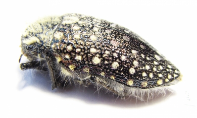 Julodis sulcicollis  South Africa Rep. - INSECTS-STORE.RU