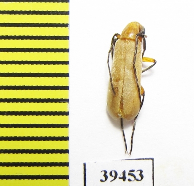 Meloidae sp.  Iran, Hormozgan prov. - INSECTS-STORE.RU