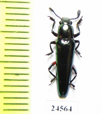 Erotylidae sp.  Indonesia, Sumatra - INSECTS-STORE.RU