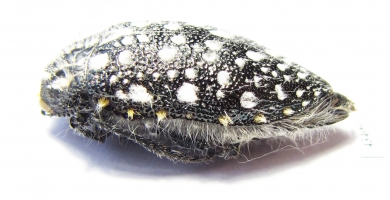 Julodis sulcicollis  South Africa Rep. - INSECTS-STORE.RU