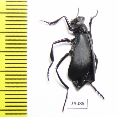 Phodaga alticeps  USA - INSECTS-STORE.RU