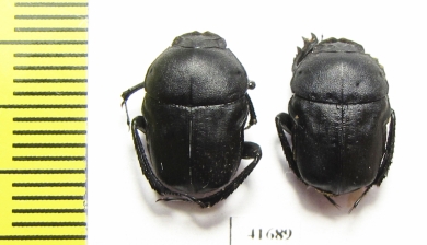 Gymnopleurus mopsus  Russia, Ingushetia reg. - INSECTS-STORE.RU