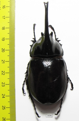 Augosoma centaurus  Cameroon 79mm - INSECTS-STORE.RU