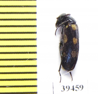 Mylabris marakensis  Afghanistan - INSECTS-STORE.RU