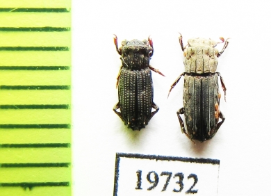 Aphodiinae sp.  Malaysia, Borneo - INSECTS-STORE.RU