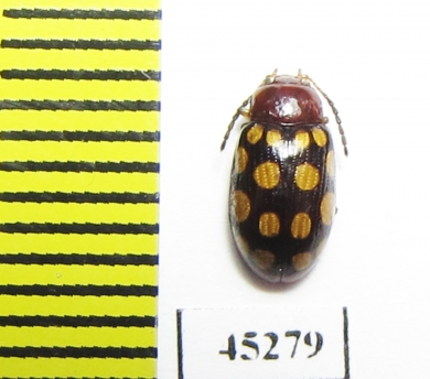 Chrysomelidae sp.  Thailand - INSECTS-STORE.RU