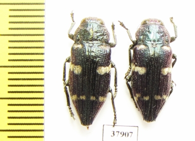 Dicercomorpha interrupta  Indonesia, Ceram isl. - INSECTS-STORE.RU