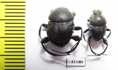 Sisyphus schaefferi  Turkey - INSECTS-STORE.RU