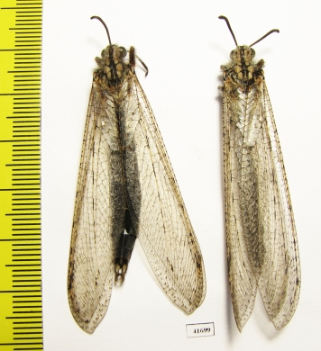 Myrmeleontidae sp., pair  Russia, Astrakhan reg. - INSECTS-STORE.RU