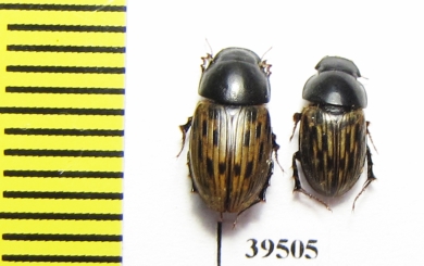 Aphodius luridus  Uzbekistan - INSECTS-STORE.RU