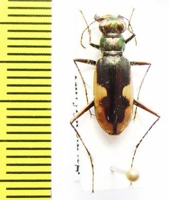 Hypaetha biramosa ssp.  Sri Lanka - INSECTS-STORE.RU
