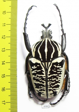 Goliathus albosignathus kirkianus  Tanzania 56mm - INSECTS-STORE.RU