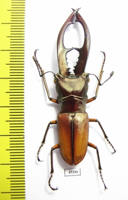 Cyclommatus tarandus  Indonesia, Kalimantan 55mm - INSECTS-STORE.RU