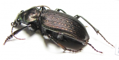 Calosoma sp.  Colombia - INSECTS-STORE.RU