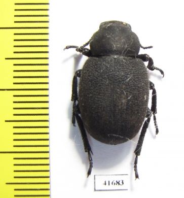 Pachyscelis villosa  Turkey - INSECTS-STORE.RU