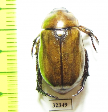 Rutelinae sp.  Tanzania - INSECTS-STORE.RU