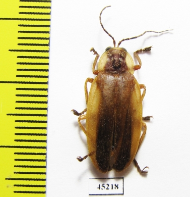 Lampyridae sp.  Peru - INSECTS-STORE.RU
