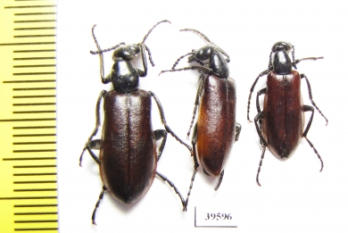 Lydus sp.  Turkey, Van prov. - INSECTS-STORE.RU
