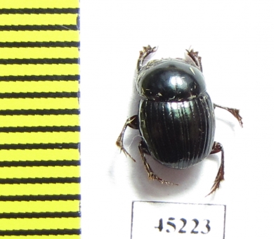 Scarabaeinae sp.  Peru - INSECTS-STORE.RU