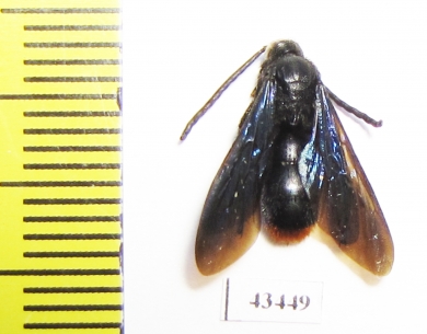 Scoliidae sp.  South Africa Rep. - INSECTS-STORE.RU