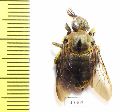 Hymenoptera, Xylocopa sp.  South Africa Rep. - INSECTS-STORE.RU