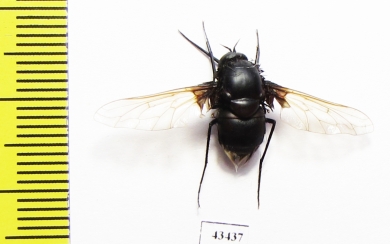 Bombyliidae sp.  South Africa Rep. - INSECTS-STORE.RU