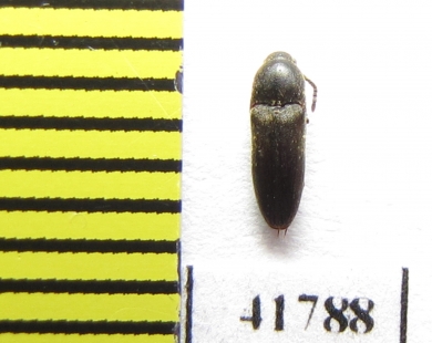 Eucnemidae sp.  Russia, Tver reg. - INSECTS-STORE.RU