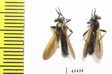 Asilidae sp.  South Africa Rep.  - INSECTS-STORE.RU
